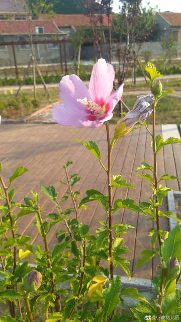 小破花儿匠