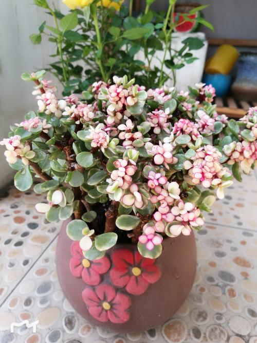 紫藤花匠